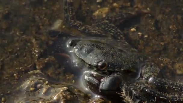 Caranguejo Verruga Meio Submerso Uma Rocha Praia Eriéfia Verrucosa — Vídeo de Stock