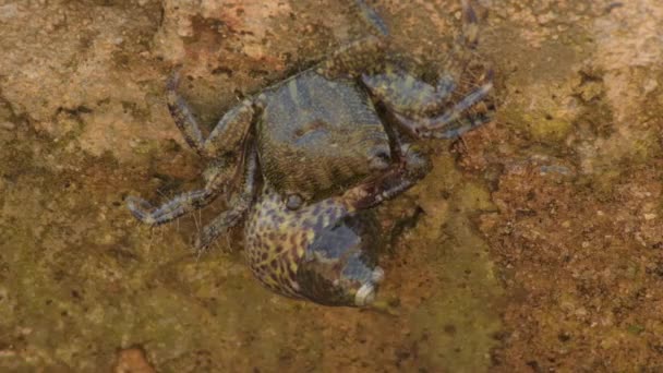 Cangrejo Verrugoso Caracol Roca Marina — Vídeo de stock