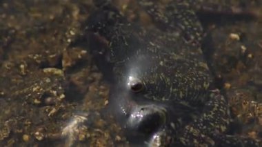 Kayadaki siğil yengeci - Eriha Verrucosa