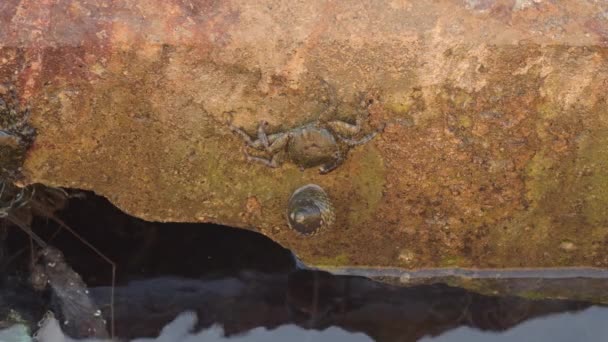 Cangrejo Verrugoso Caracol Roca Marina Erifia Verrucosa Phorcus Lineatus — Vídeo de stock