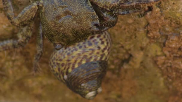 Warty Crab Catching Sea Rock Snail Eri Verrucosa Phorcus Lineatus — стоковое видео