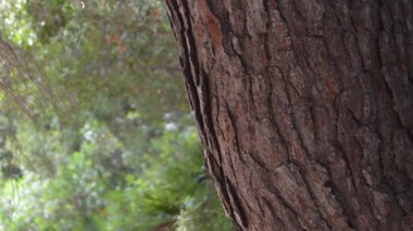 Ağaç kabuğunun ayrıntıları bir çam ağacının gövdesinde