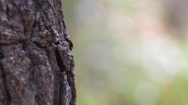 Ağaç gövdesindeki ağaç kabuğunun ayrıntıları.
