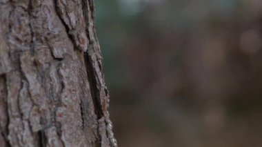 Bir çam ağacının kabuğuna dokunmak ve okşamak.