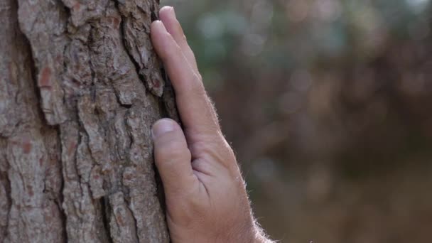 Bir Çam Ağacının Kabuğuna Dokunmak Okşamak — Stok video