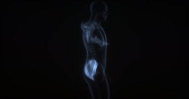 İnsan vücudundaki kalça kasları. Röntgen. Döngü