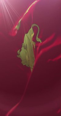 Grodno Bölgesi, Belarus bayrağı. Döngü. 4K Dikey