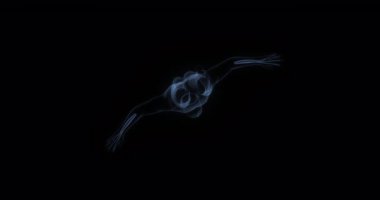 Extensor dijitorum kası insan vücudunda. Röntgen. Döngü