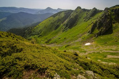 çiçeklenme ile pembe dağlar ormangülü çiçek, inanılmaz sahne, Marmarosy sırtı, Ukrayna, popüler inanılmaz renkli görüntü yerleştirmek için turizm