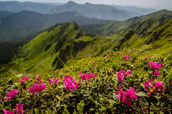 Rhododendron Belleza Las Altas Montañas Cárpatos Ucrania — Foto de Stock