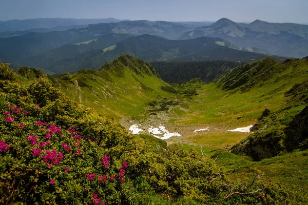 Piękno Rododendron Wysokie Góry Karpat Ukraina — Zdjęcie stockowe