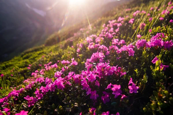 Rhododendron Belleza Las Altas Montañas Cárpatos Ucrania — Foto de Stock