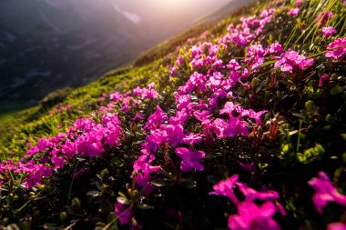 Güzellik ormangülü yüksek dağlarda. Karpatlar. Ukrayna.