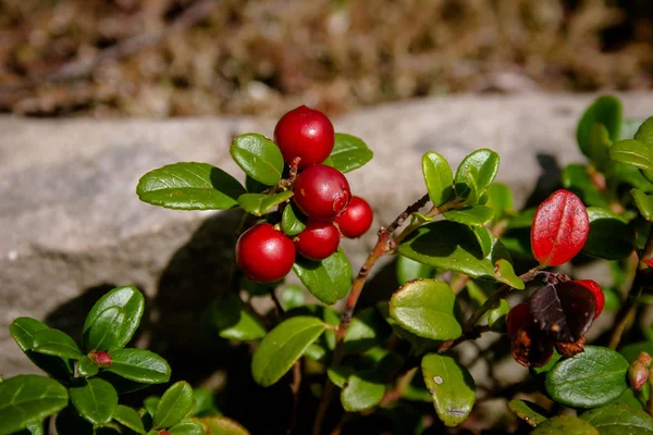 Cowberry Comum Nas Montanhas Dos Cárpatos Ucrânia — Fotografia de Stock