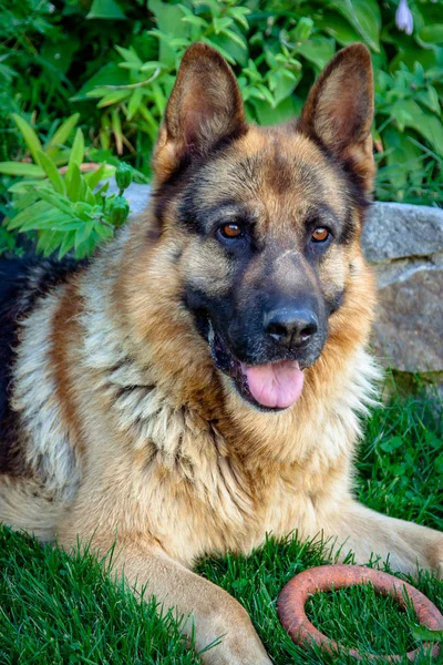 Hund Gården Hem Favorit Familjen — Stockfoto