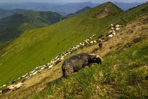 Koyun Karpat Dağları otlatmak. Marmaros. Ukrayna.