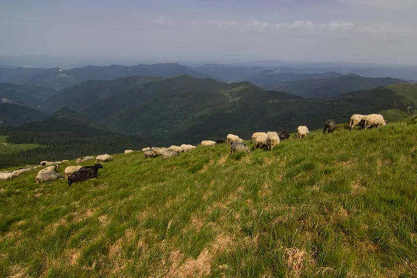 Koyun Karpat Dağları otlatmak. Marmaros. Ukrayna.
