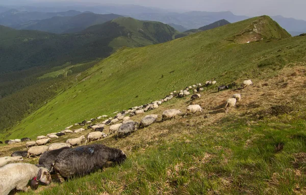 Koyun Karpat Dağları otlatmak. Marmaros. Ukrayna.