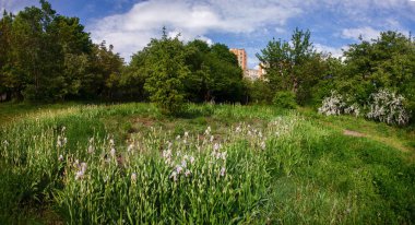 City yaz yeşil park güneşli bir günde. Khmelnitsky. Ukrayna.