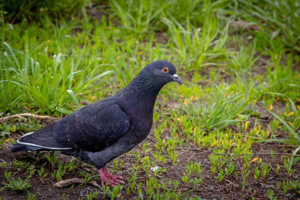 Město Holubice Nebo Městské Holuby Columba Livia Domestica — Stock fotografie