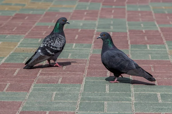City Doves City Pigeons Columba Livia Domestica — Stock Photo, Image