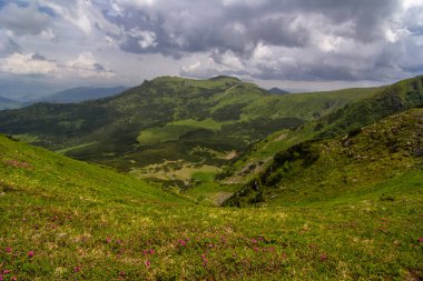 Güzellik ormangülü yüksek dağlarda. Karpatlar. Ukrayna
