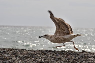 Martı gökyüzüne uçmaya hazırlanıyor.
