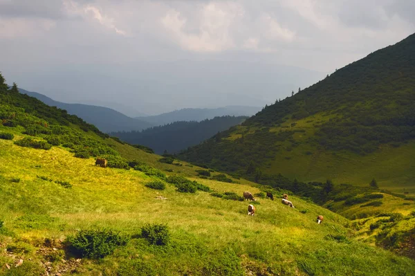 Piękne Góry Błękitne Niebo Karpatach Ukraina — Zdjęcie stockowe
