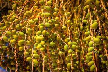 güneşli bir günde tarihleri bir palmiye ağacı üzerinde. Arnavutluk.