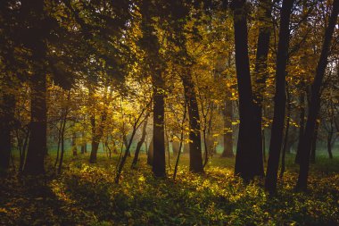 Şehir Parkı sonbaharda. Khmelnitsky şehir.