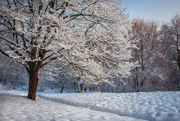 Winter morning in the city park of Khmelnitsky.
