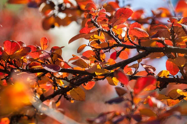 Herbst im Stadtpark. die Stadt Chmelnizki — Stockfoto