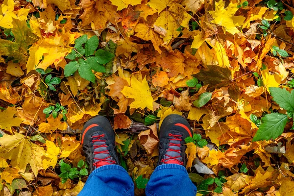 Autumn in the city park. The city of Khmelnitsky.