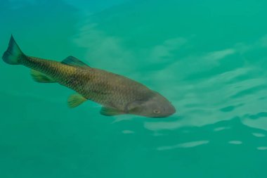 Balık Plitvice Gölleri Milli Parkı'nda. Hırvatistan.