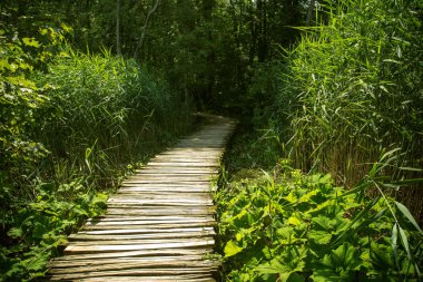 Plitvice Lakes Ulusal Parkı 'nın güzel manzarası. Hırvatistan
