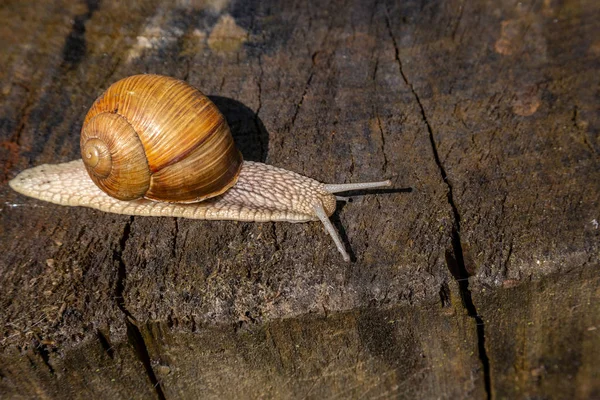 Snail on a tree in a summer park outdoors. — Stock Photo, Image