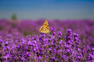 Güneşli bir günde güzel lavanta tarlaları. Moldov