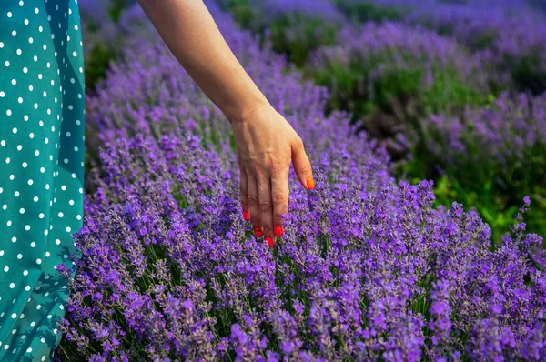 Wunderschöne Lavendelfelder an einem sonnigen Tag. moldow — Stockfoto