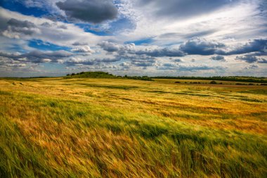 Rüzgarlı havalarda güzel buğday tarlası. Ukrayna