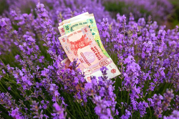 Moldavian paper money against the background of lavender. — Stock Photo, Image