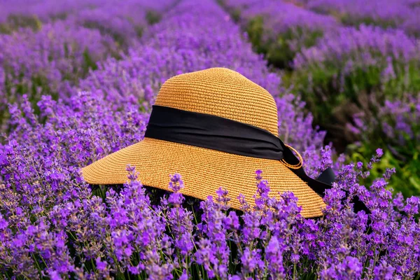 阳光明媚的一天，在薰衣草场上戴上漂亮的帽子. — 图库照片