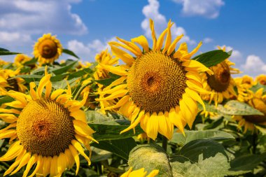 Güneşli bir gün ayçiçeği. Güzel ayçiçeği alanı. Manzara 