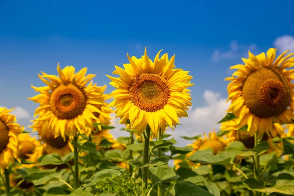 Sonnenblumen an einem sonnigen Tag. wunderschönes Sonnenblumenfeld. Landschaft — Stockfoto