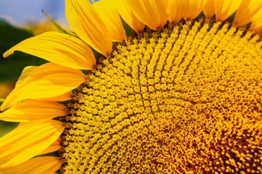 Güneşli bir gün ayçiçeği. Güzel ayçiçeği alanı. Manzara 