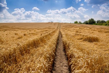 Güneşli bir günde güzel buğday alanı. Tahıl hasat Ukrayna La