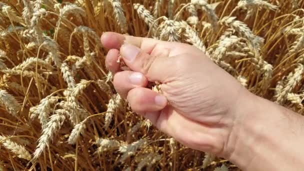 Een boer controleert de tarwe in het veld. Hand houdt tarwe graan. Tarwe veld. — Stockvideo