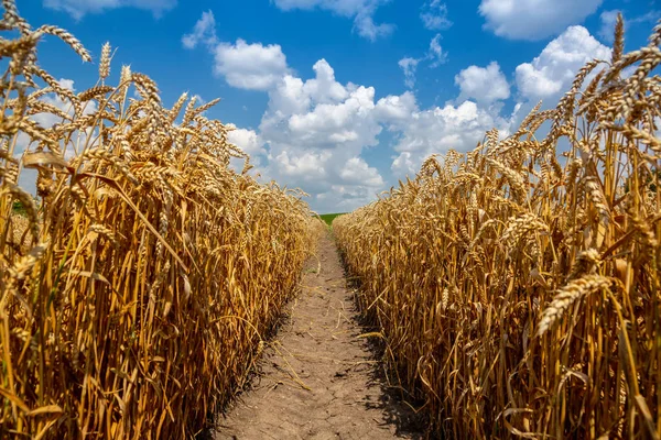 Güneşli bir günde güzel buğday alanı. Tahıl hasat Ukrayna La
