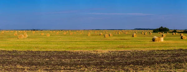 Пшеничное поле после сбора урожая. Сухое сено на поле . — стоковое фото