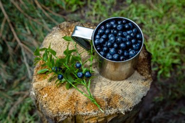 Ormanda çilekli turist kupası. Ormanda kamp. P