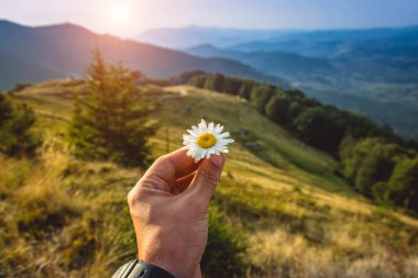 Elinde bir çiçek ile güzel dağ manzara. Karpat
